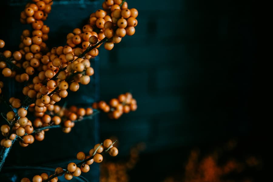 Curiosidades sobre el ilex