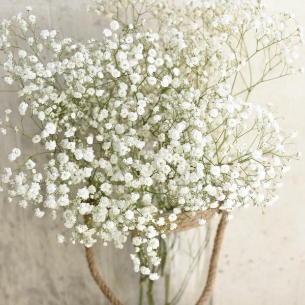 Decorar con paniculata