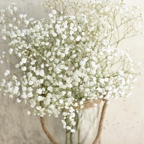 Decorar con paniculata