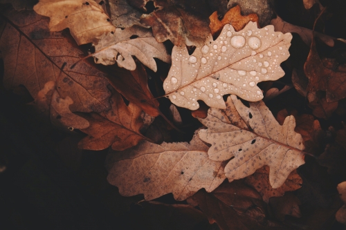 Flores de otoño, ¿cuáles elegir?