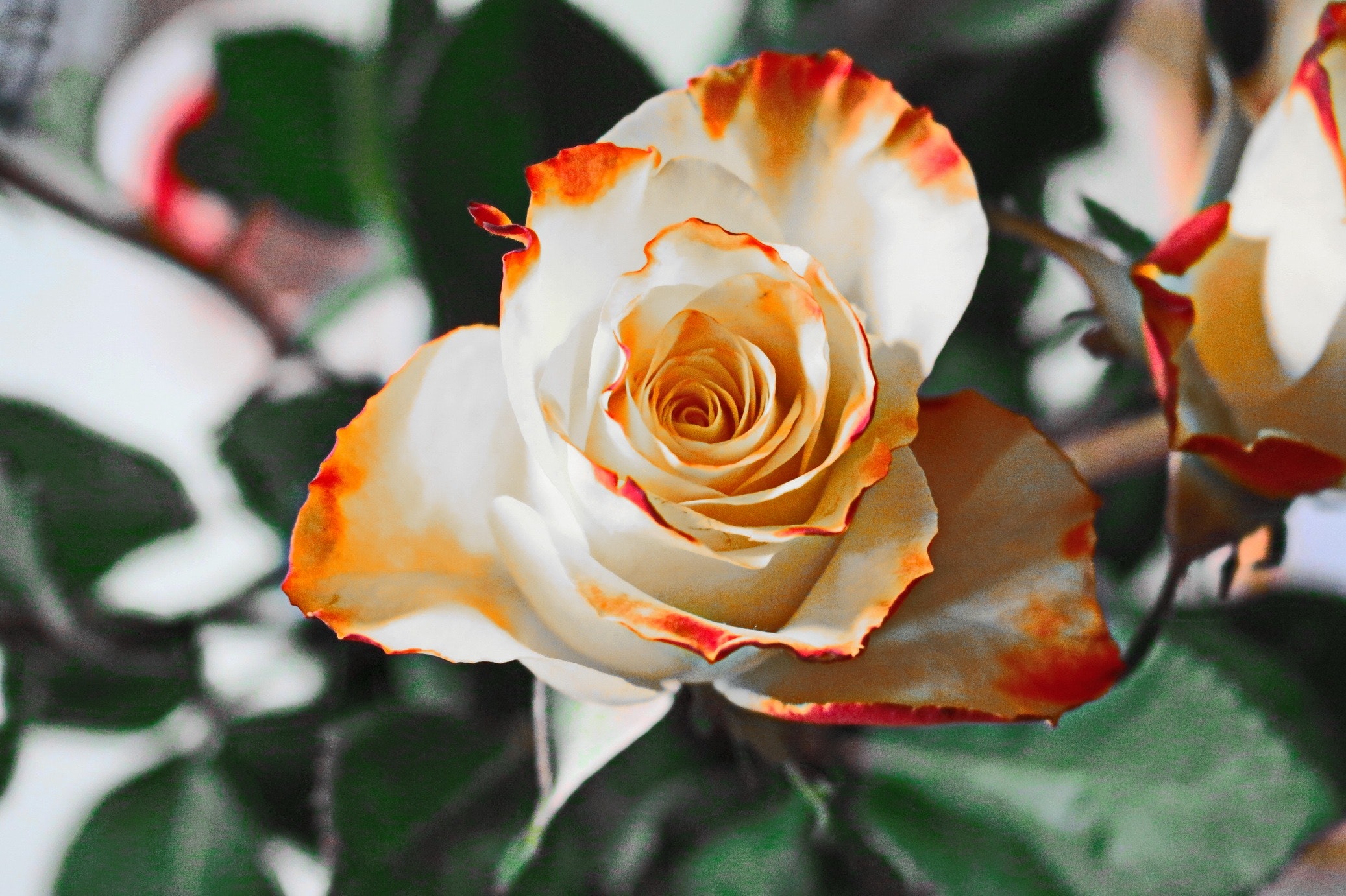 Floriografía, el lenguaje de las flores