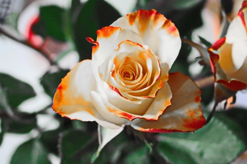 Floriografía, el lenguaje de las flores