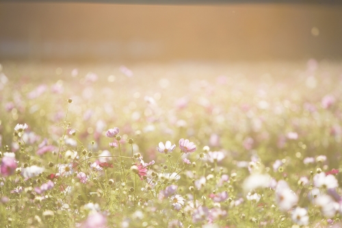 Las mejores flores de verano y cómo prepararlas para tus vacaciones