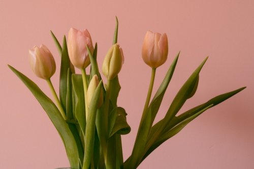 ¿Por qué nos gustan los tulipanes?
