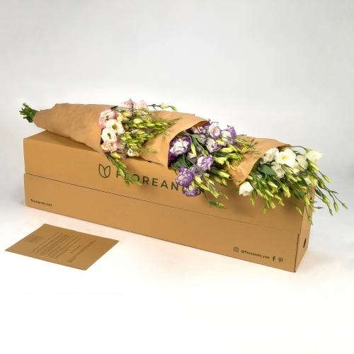 Caja - Lisianthus surtidos
