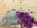 Miniatura de Caja Rainbow Purple