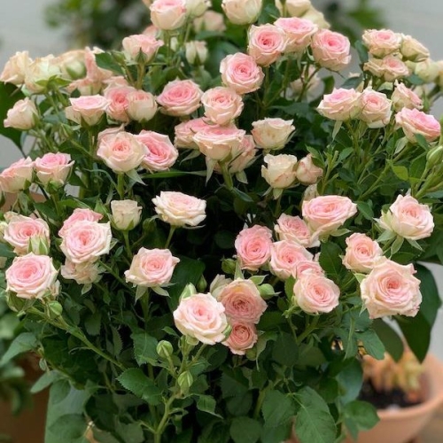 Caja - Rosas Pitiminí