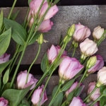 Miniatura de Caja de Lisianthus surtidos