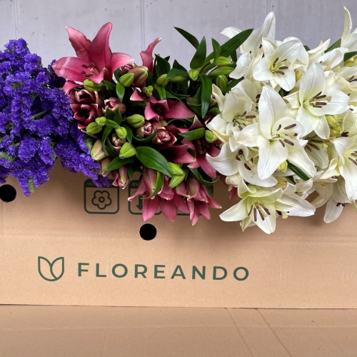 Caja oferta Primavera