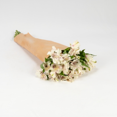 Alstroemeria blanca (10 tallos)
