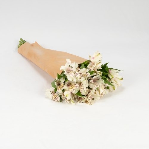 Alstroemeria blanca (10 tallos)