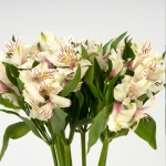 Miniatura de Alstroemeria blanca (10 tallos)