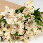 Miniatura de Alstroemeria blanca (10 tallos)