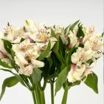 Miniatura de Alstroemeria blanca (10 tallos)