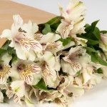 Miniatura de Alstroemeria blanca (10 tallos)