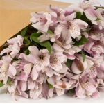 Miniatura de Alstroemeria rosa (10 tallos)