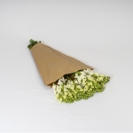 Miniatura de Antirrhinum (10 tallos)