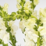 Miniatura de Antirrhinum (10 unidades)
