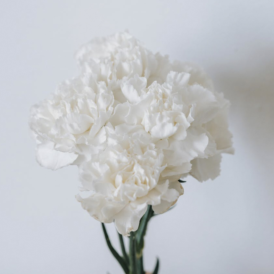 Clavel Colombiano Blanco (25 uds)