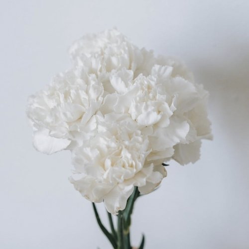 Clavel Colombiano Blanco (25 uds)