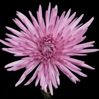 Crisantemo Anastasia Malva-Rosa (10 tallos)