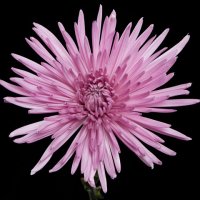 Crisantemo Anastasia Malva-Rosa (10 tallos)