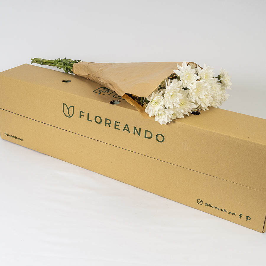 Crisantemo Blanco (5 tallos)