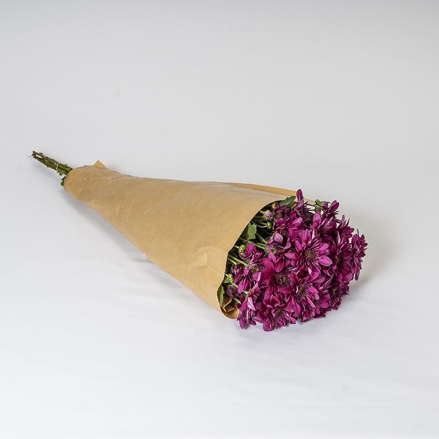 Crisantemo Fucsia (5 tallos)