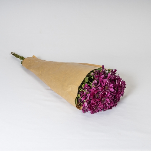 Crisantemo Fucsia (5 tallos)