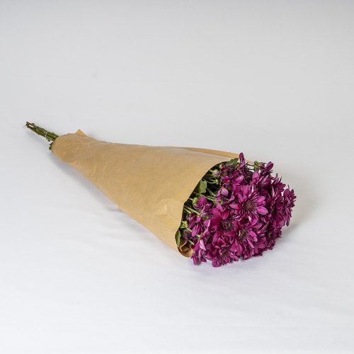 Crisantemo Fucsia (5 tallos)