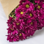 Miniatura de Crisantemo - Margarita fucsia (5 tallos)