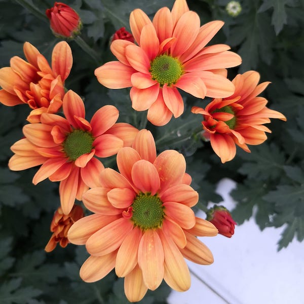Margarita naranja (5 tallos)