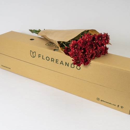 Crisantemo Rojo (5 tallos)