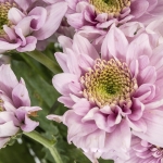 Miniatura de Crisantemo Rosa (5 tallos)