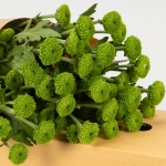 Miniatura de Crisantemo verde (5 tallos)