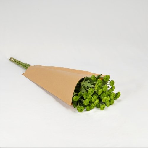 Crisantemo verde (5 tallos)