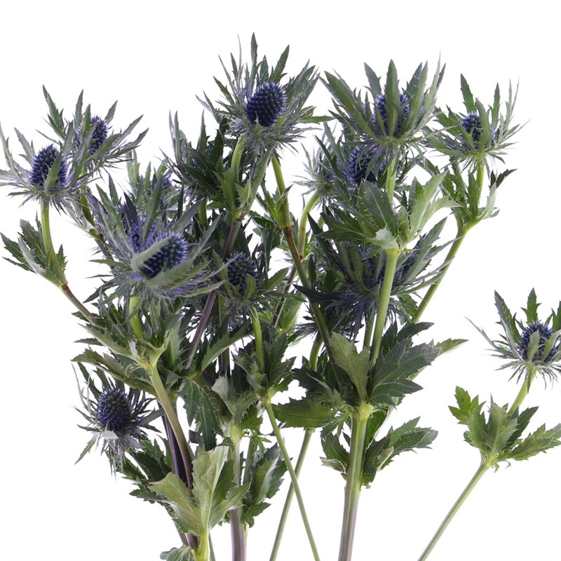 Eryngium (Cardos)