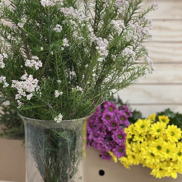 Flor de Arroz (5 tallos)