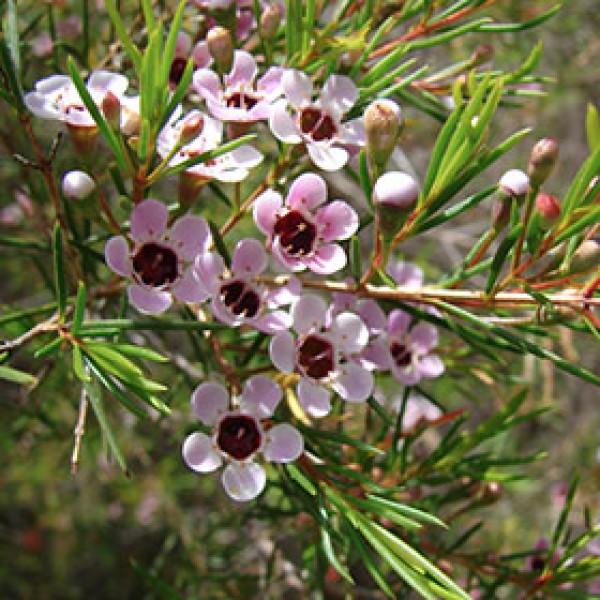 Flor de cera rosa