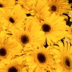 Miniatura de Gerbera amarilla (25 tallos)