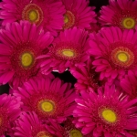 Miniatura de Gerbera fucsia (25 tallos)