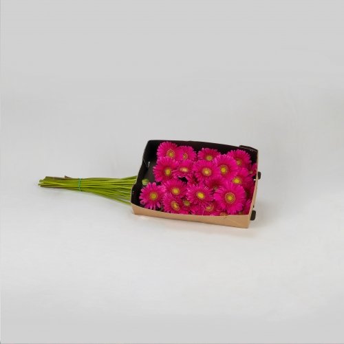 Gerbera fucsia (20 tallos)