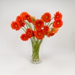 Miniatura de Gerbera naranja (25 tallos)