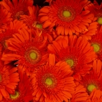 Miniatura de Gerbera naranja (25 tallos)