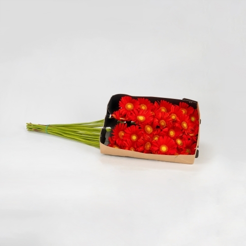 Gerbera roja (20 tallos)