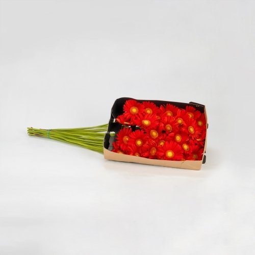 Gerbera roja (20 tallos)