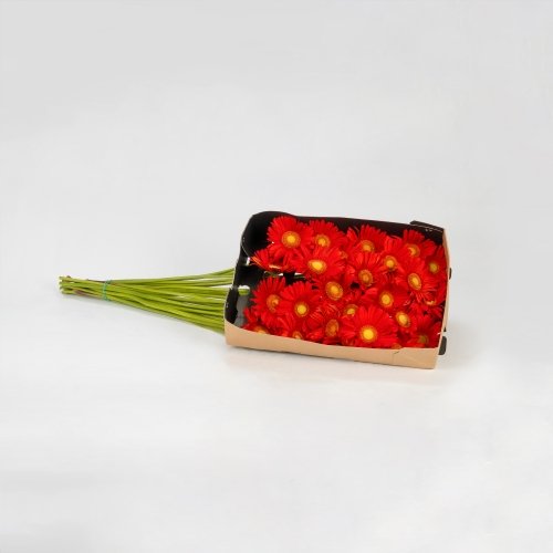 Gerbera roja (20 tallos)
