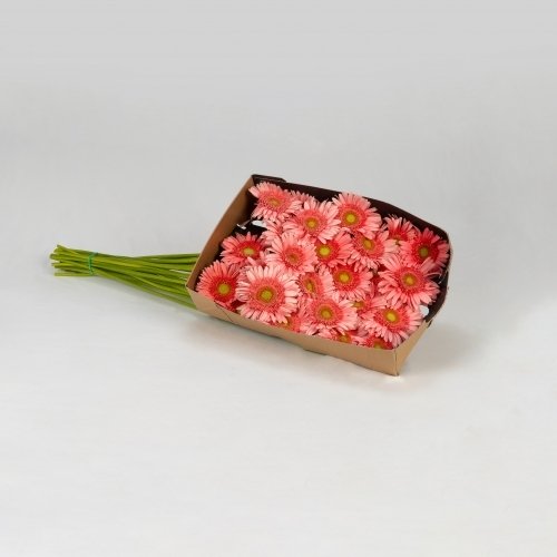 Gerbera rosa (20 tallos)