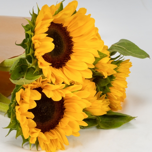 Girasol (5 tallos)