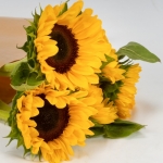 Miniatura de Girasol (5 tallos)